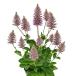 [ наш магазин сельское хозяйство место производство ]pti Lotus Joe i9cm pot рассада перья. подобный цветок . симпатичный! половина выдерживающий холод . много год .