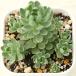  суккулентное растение Rodeo lapakiklados( rose se dam ) 7.5cm pot рассада 