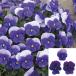 [ наш магазин сельское хозяйство место производство ] viola .......( цветок нет рассада ) 9cm pot рассада цветок .......!