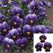 [ наш магазин сельское хозяйство место производство ] viola ......( цветок нет рассада ) 9cm pot рассада цветок .......!