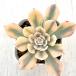  суккулентное растение ekebe настоящий nyo колено .7.5cm pot рассада 