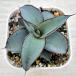  суккулентное растение агава Impreza Imp resib7.5cm pot рассада 