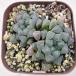  суккулентное растение - oruchi голубой b two sa7.5cm pot рассада 