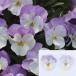 [ наш магазин сельское хозяйство место производство ] viola ........( цветок нет рассада ) 9cm pot рассада цветок .......!