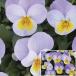 [ наш магазин сельское хозяйство место производство ] viola ...... ( цветок нет рассада ) 9cm pot рассада цветок .......!