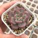  суккулентное растение ekebe задний коричневый -ru камень 7.5cm pot рассада 