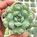  суккулентное растение ekebe задний giro7.5cm pot рассада 