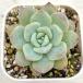  суккулентное растение ekebe задний Dream девушка 7.5cm pot рассада 