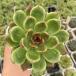  суккулентное растение ekebe задний красный crystal 7.5cm pot рассада 