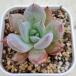  суккулентное растение ekebe задний Mexico ja Ian to7.5cm pot рассада 