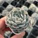  суккулентное растение ekebe задний bela(..) 7.5cm pot рассада 