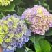 [ наш магазин сельское хозяйство место производство ] hyde Ran jia magical Revolution 9cm pot рассада ( следующий год цветение АО )