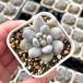  суккулентное растение ekebe задний розовый Angel 7.5cm pot рассада 