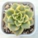  суккулентное растение ekebe задний грузовик .7.5cm pot рассада 