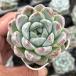  суккулентное растение ekebe задний four tichu-do7.5cm pot рассада 