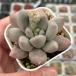  суккулентное растение glaptopetarum день св. Валентина сыр 7.5cm pot рассада 