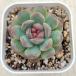  суккулентное растение ekebe задний клубника лёд crystal 7.5cm pot рассада 