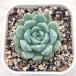 суккулентное растение ekebe задний белый сладкий te.-7.5cm pot рассада 