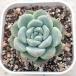  суккулентное растение ekebe задний Alba × Monroe Hyb 7.5cm pot рассада 