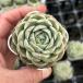  суккулентное растение ekebe задний Monroe generation белый 7.5cm pot рассада 