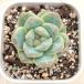  суккулентное растение ekebe задний розовый бриллиант 7.5cm pot рассада 