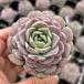  суккулентное растение ekebe задний fei балка 7.5cm pot рассада 