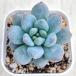  суккулентное растение ekebe задний сладости - Angel 7.5cm pot рассада 