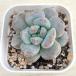  суккулентное растение ekebe задний молоко колпак 7.5cm pot рассада 