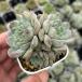  суккулентное растение ekebe задний лёд рубин 7.5cm pot рассада 
