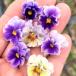 [ наш магазин сельское хозяйство место производство ] viola Mini flifli оттенок голубого ( цветок нет рассада ) 9cm pot рассада цветок .......!