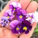 [ наш магазин сельское хозяйство место производство ] viola Mini flifli лаванда серия ( цветок нет рассада ) 9cm pot рассада цветок .......!