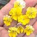 [ наш магазин сельское хозяйство место производство ] viola Mini fli Fooly Cooly a желтый ( цветок нет рассада ) 9cm pot рассада цветок .......!