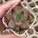  суккулентное растение ekebeli Abu Lad rose 7.5cm pot рассада 