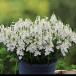 [ наш магазин сельское хозяйство место производство ] Dias sia super белый 9cm pot рассада большой колесо . АО. .......!