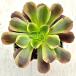  суккулентное растение aeoniumo- Jarry -7.5cm pot рассада 