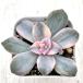  суккулентное растение glaptopetarum лиловый ti свет .7.5cm pot рассада 