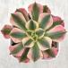  суккулентное растение aeonium розовый wichi7.5cm pot рассада 