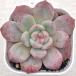  суккулентное растение ekebe задний I автомобиль 7.5cm pot рассада 