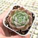  суккулентное растение ekebe задний лёд кукла 7.5cm pot рассада 