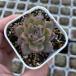  суккулентное растение ekebe задний дюжина беж da-7.5cm pot рассада 