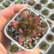  суккулентное растение ekebe задний красота 7.5cm pot рассада 