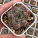  суккулентное растение ekebe задний Iris 7.5cm pot рассада 