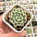 суккулентное растение ekebe задний бабочка .7.5cm pot рассада 