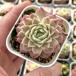  суккулентное растение ekebe задний шоколад chip 7.5cm pot рассада 
