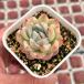  суккулентное растение ekebe задний вода Lilly 7.5cm pot рассада 