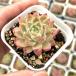  суккулентное растение ekebe задний оригинал Queen 7.5cm pot рассада 