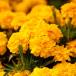[ наш магазин сельское хозяйство место производство ] Marie Gold Endurance Sunset Gold 9cm pot рассада выдерживающий жара .