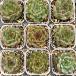  суккулентное растение ekebe задний крепление Fuji 7.5cm pot рассада 