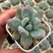  суккулентное растение пахифитум слоновая кость сыр 7.5cm pot рассада 