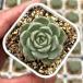  суккулентное растение ekebe задний pi-chi затонированный Queen 7.5cm pot рассада 